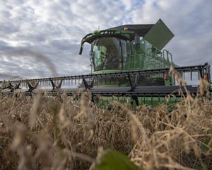 Large piece of farm machinery harvesting a soybean field.