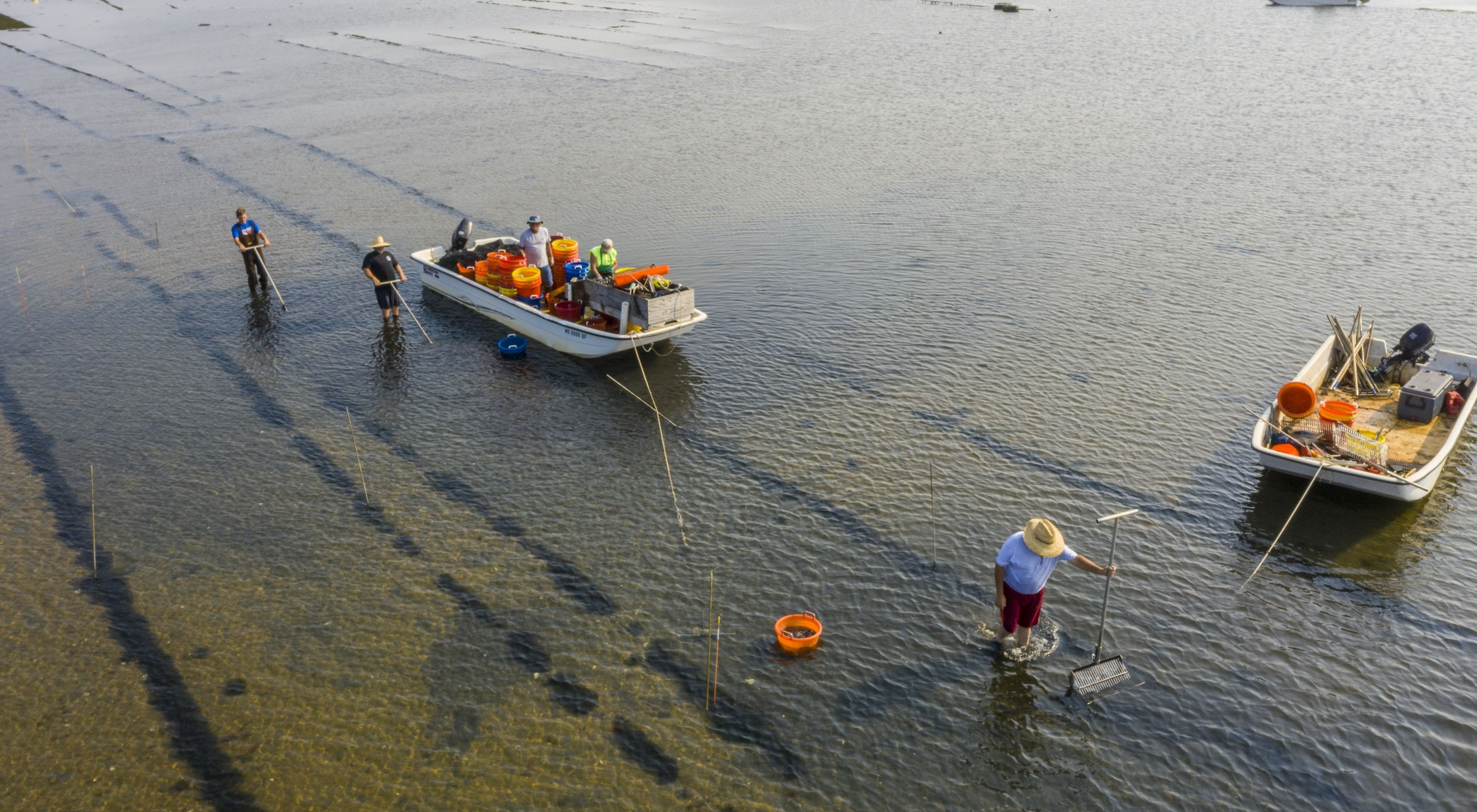 An aerial view of three people wading ankle deep in water, harvesting oysters from the ocean floor.