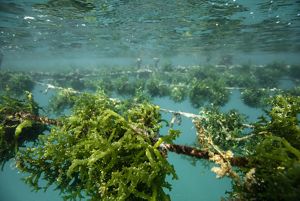 Underwater view of a seaweed farm.