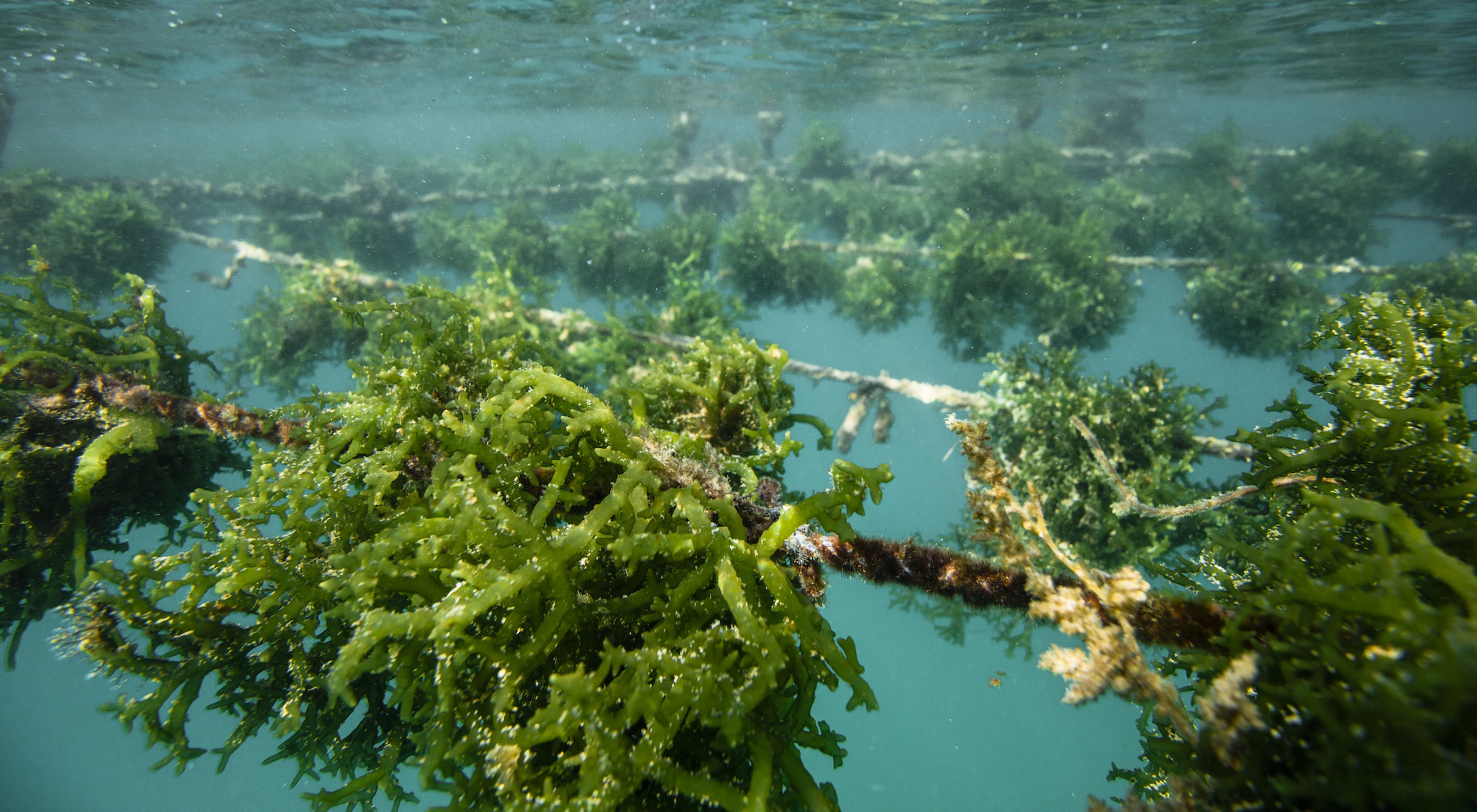 Underwater view of a seaweed farm.