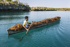 A man rows a boat full of seaweed.