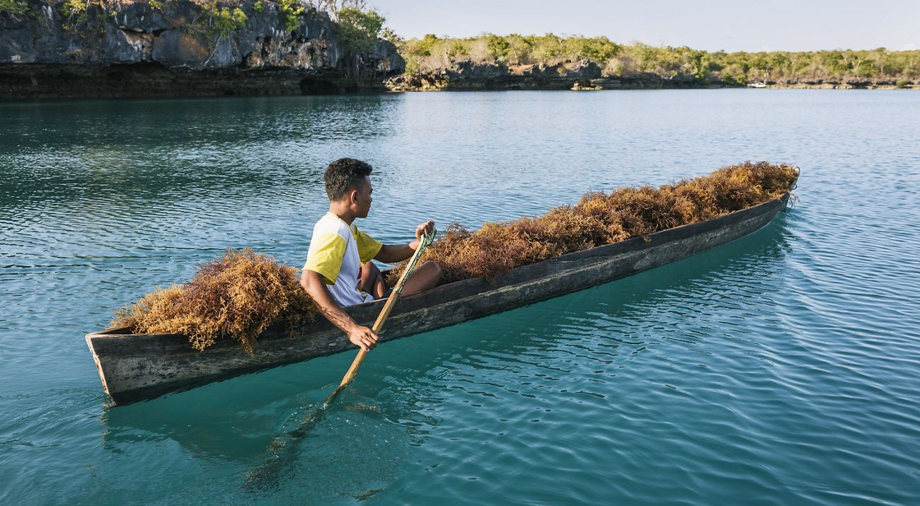 A man rows a boat full of seaweed.