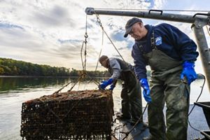 Two men stand on a pontoon, hoisted an oyster cage up out of the water.