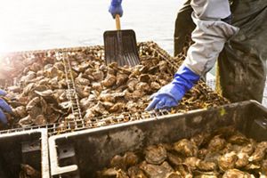 A farmer wearing waders and blue gloves scoops oysters with a shovel.