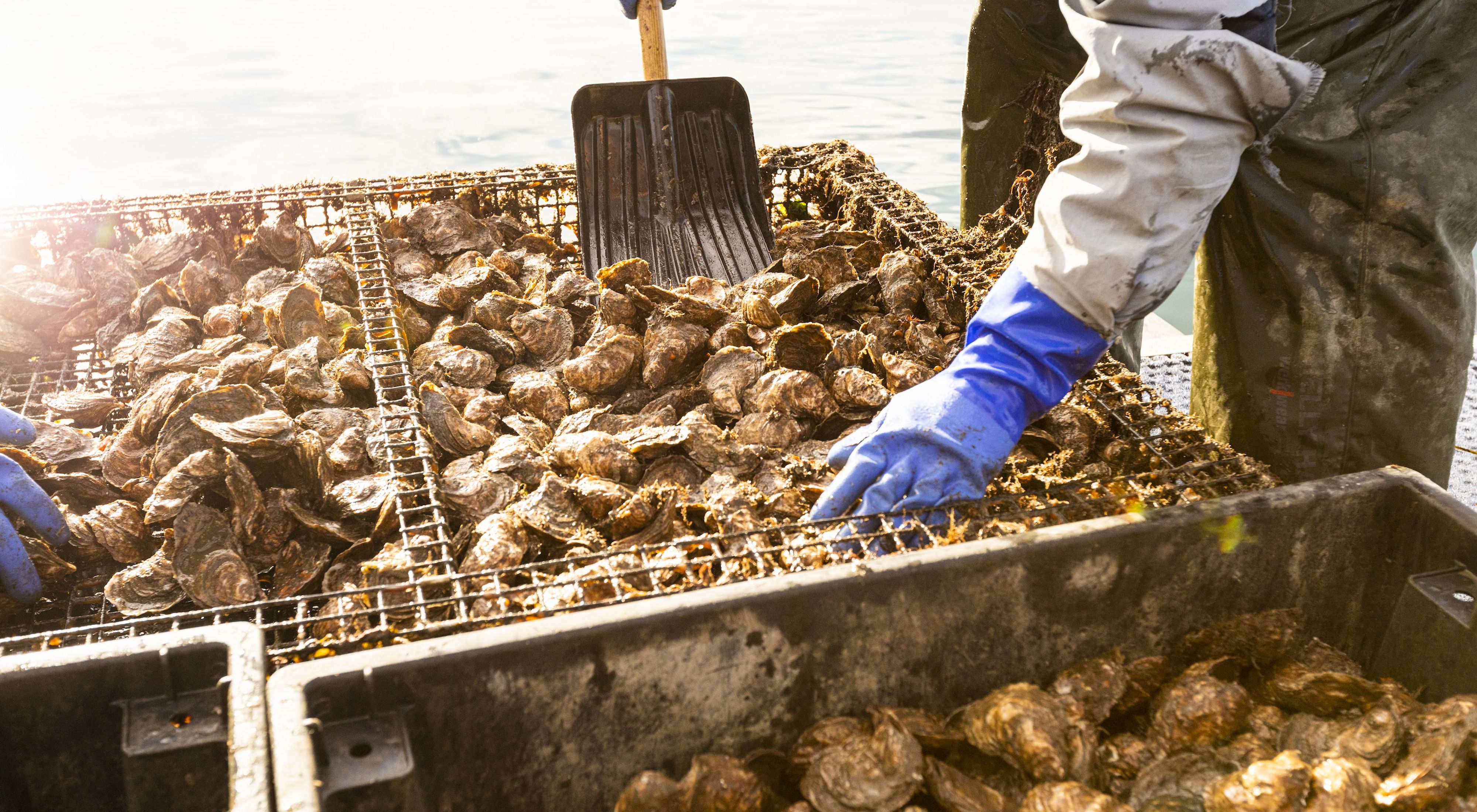 A farmer wearing waders and blue gloves scoops oysters with a shovel.
