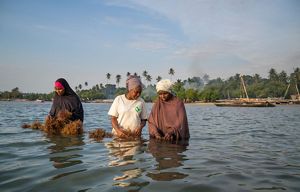 Three women stand waist-deep in water, harvesting seaweed.