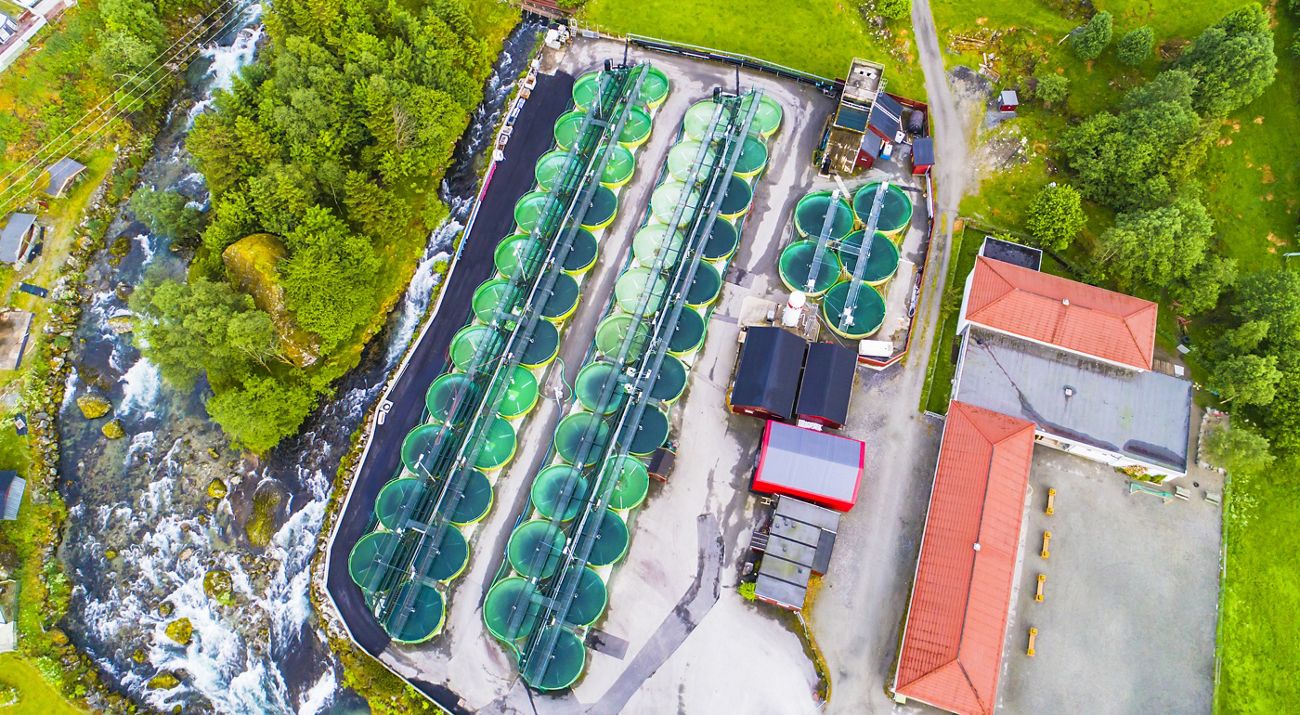 Birds-eye view of a salmon farm, with two long rows of tanks and a handful of buildings nestled in the middle of trees.