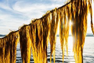 Seaweed hangs on a line, drying in the sun.