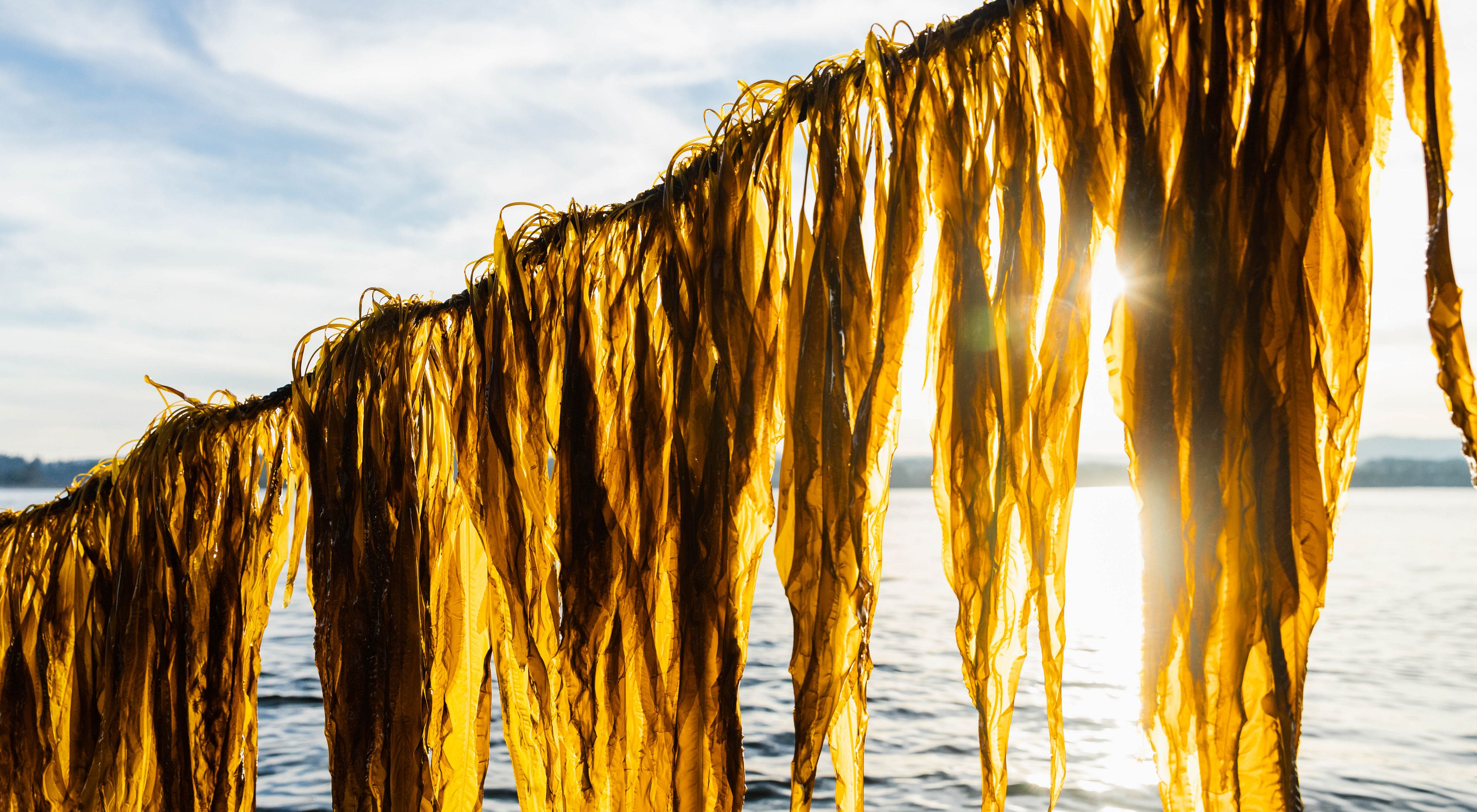 Seaweed hangs on a line, drying in the sun.
