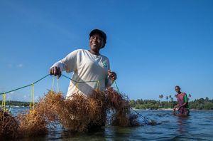 A woman stands thigh-deep in the ocean, holding a line of seaweed.