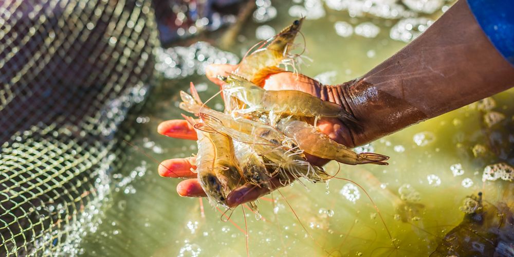 A farmer holds about 7 shrimp in his open palm.