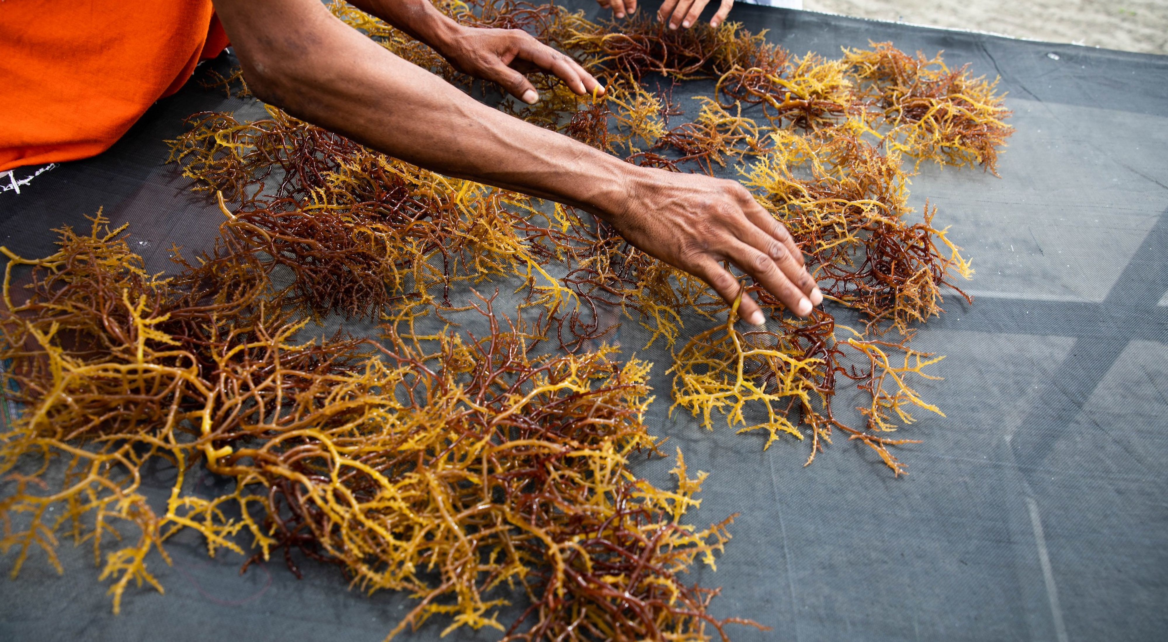 Two people's hands sort through harvested seaweed sitting on a black tarp.