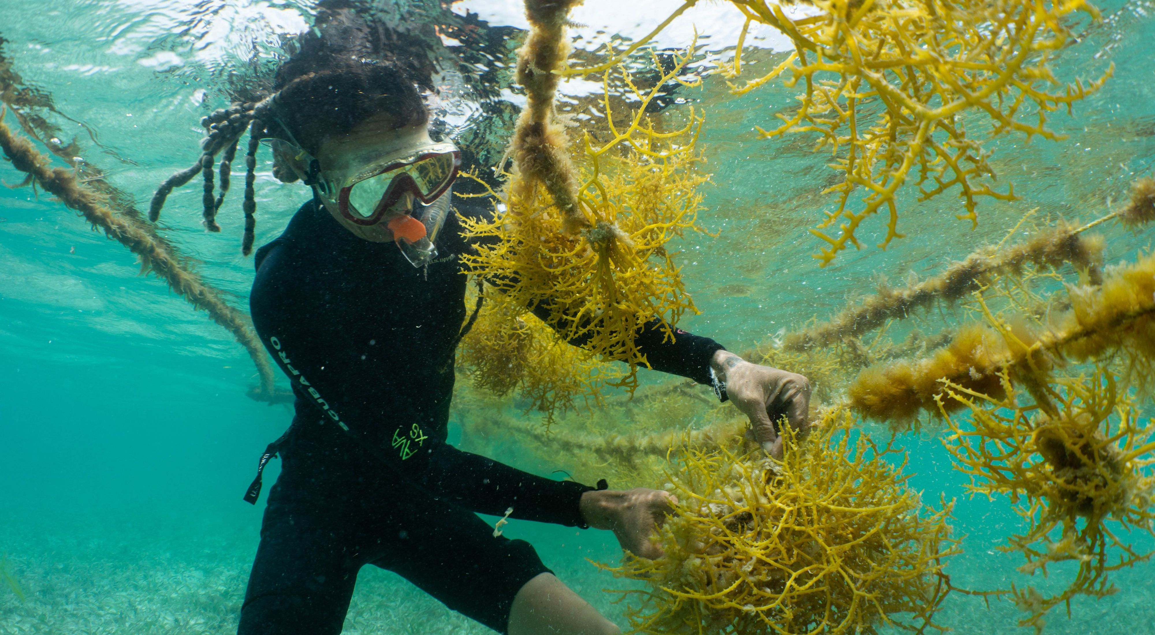 A diver cultivates seaweed underwater.