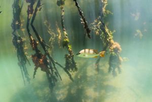 A small striped fish swims through seaweed.