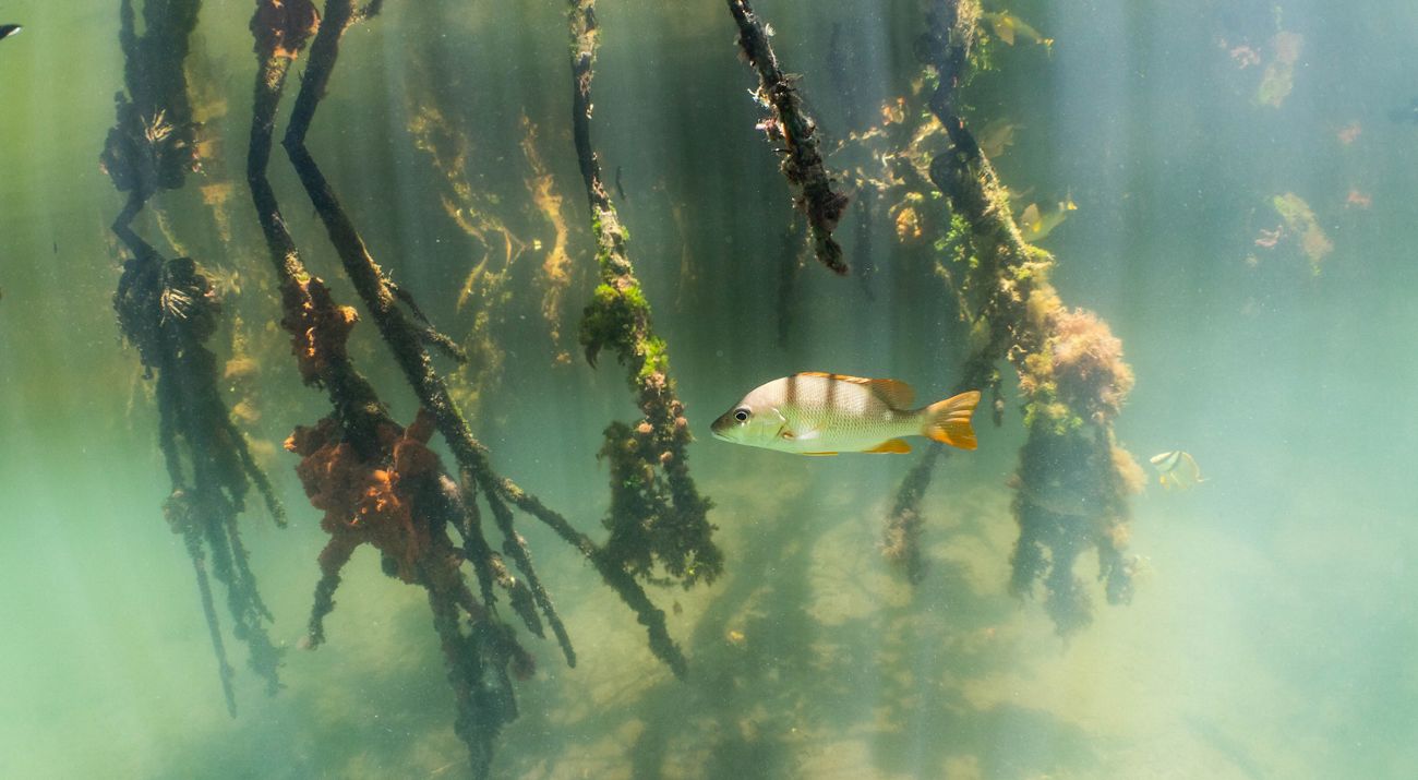 A fish swims through a seaweed farm in Belize.