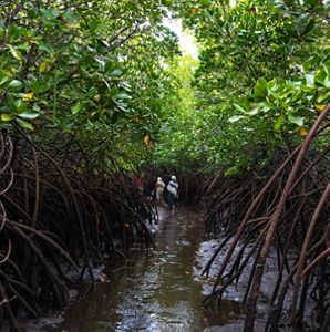 two women walking into a lush mangrove forest.