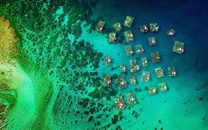 An aerial view of aquaculture cages in bright blue water.