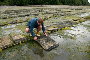 A man bends down to hold an oyster bag above the water.