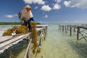 A person on a dock managing harvested seaweed on the coast of Indonesia. 