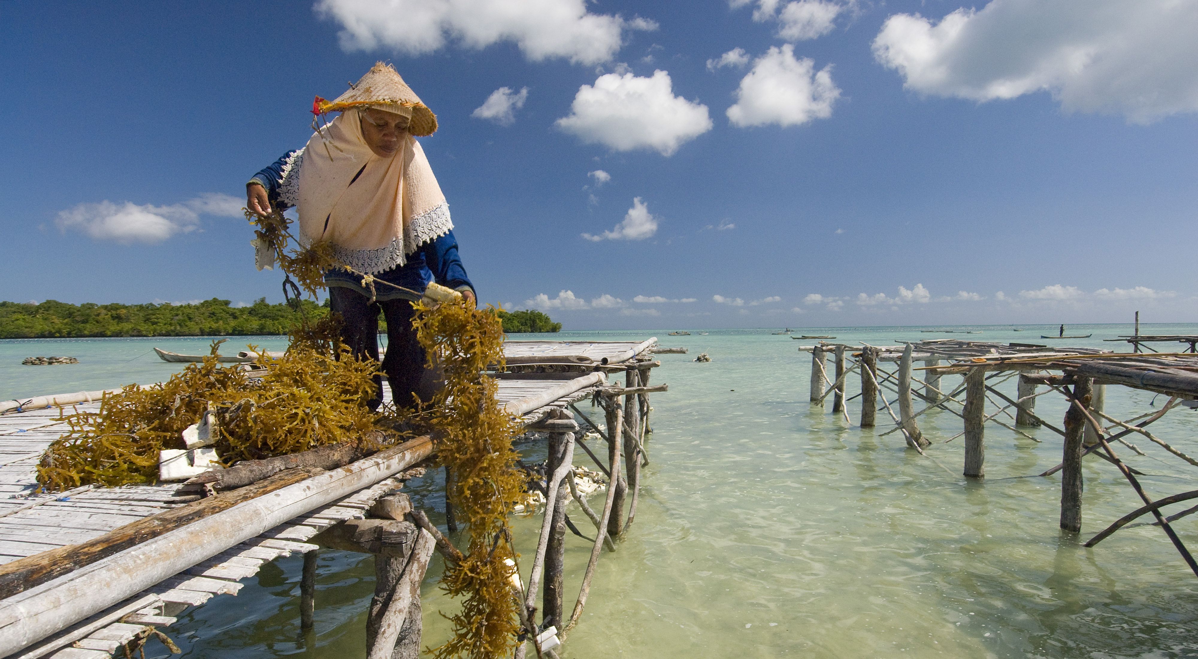 A woman standing on a dock pulls a line of seaweed out of the water.