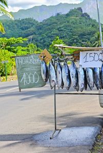 A row of whole, silvery fish hang from a rack in front of a lush green landscape.