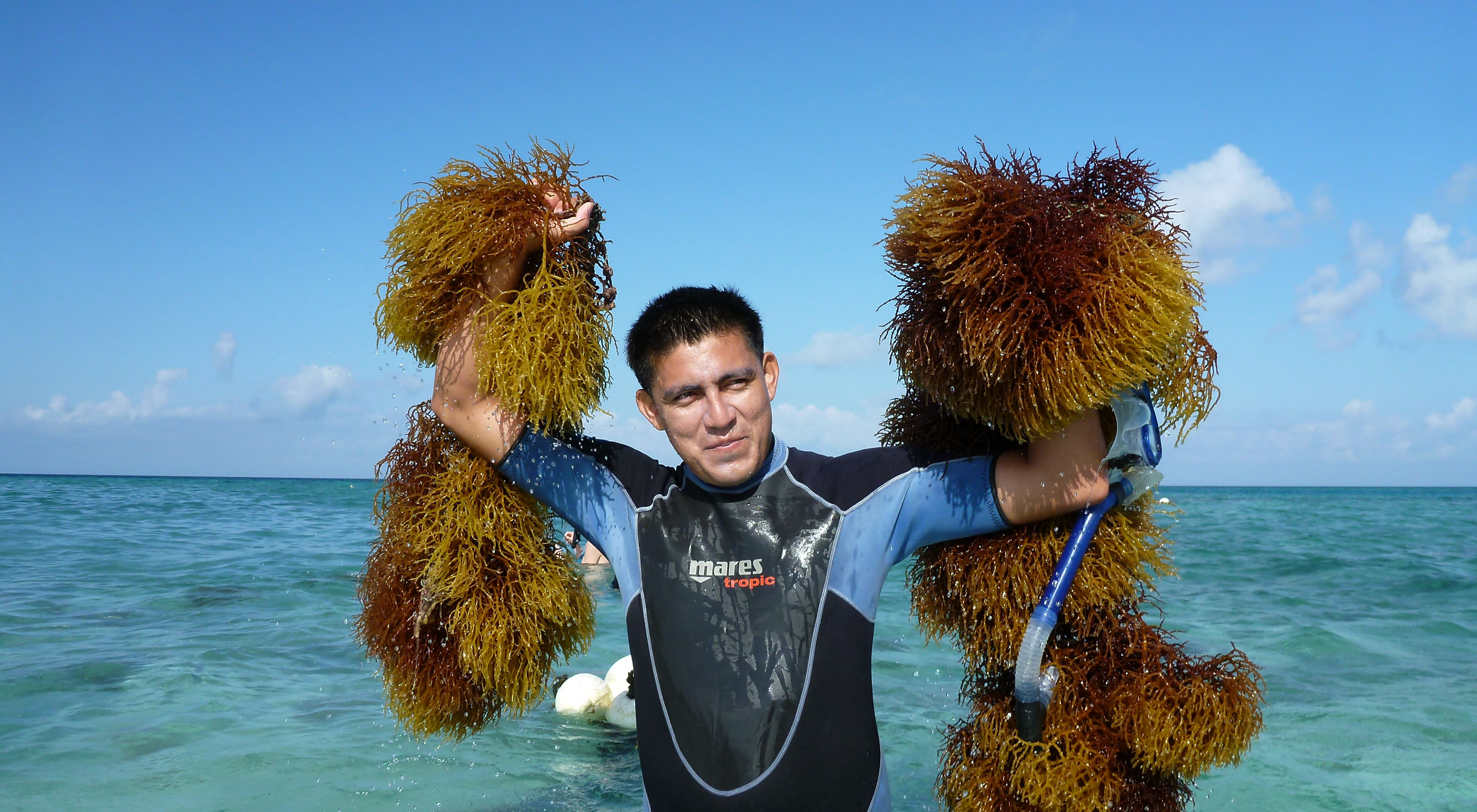 A person in a wet suit - half in water - smiles and holds up harvested seaweed in his hands.
