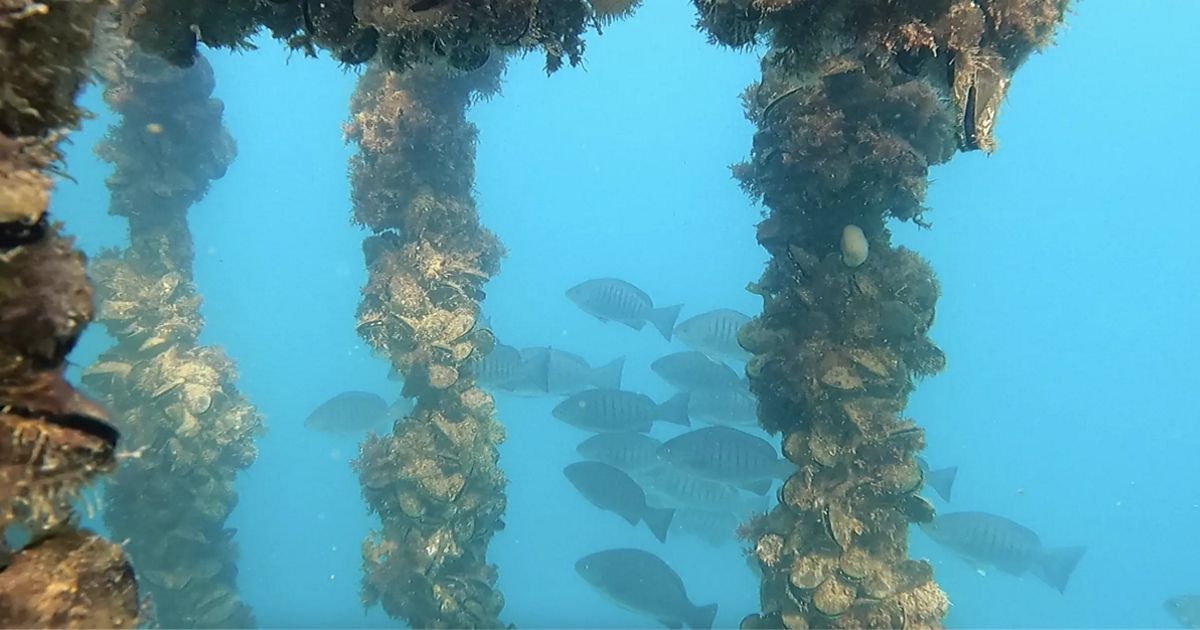 Seaweed and Mussel Farming Increases Wild Fish Populations