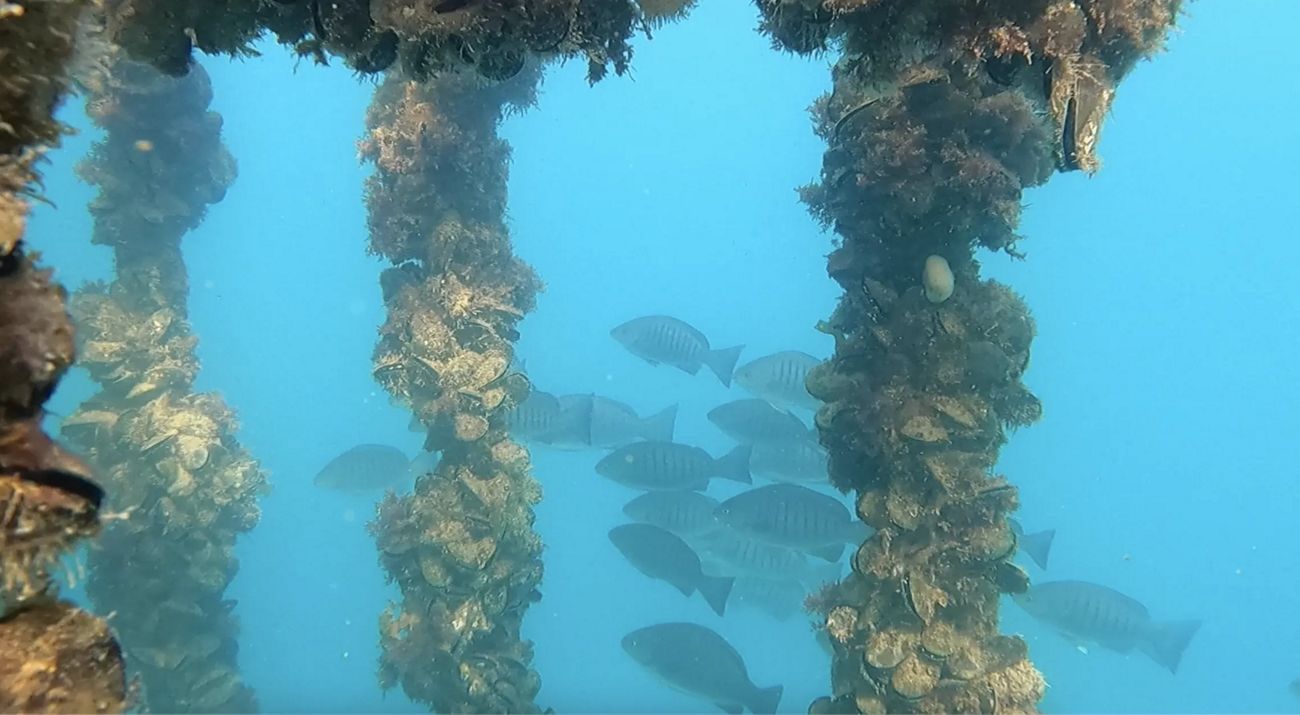 Underwater view of fish swimming past columns covered in shellfish.