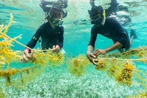 Two people wearing wet suits and scuba masks are fully submerged in the ocean, holding seaweed in their hands.