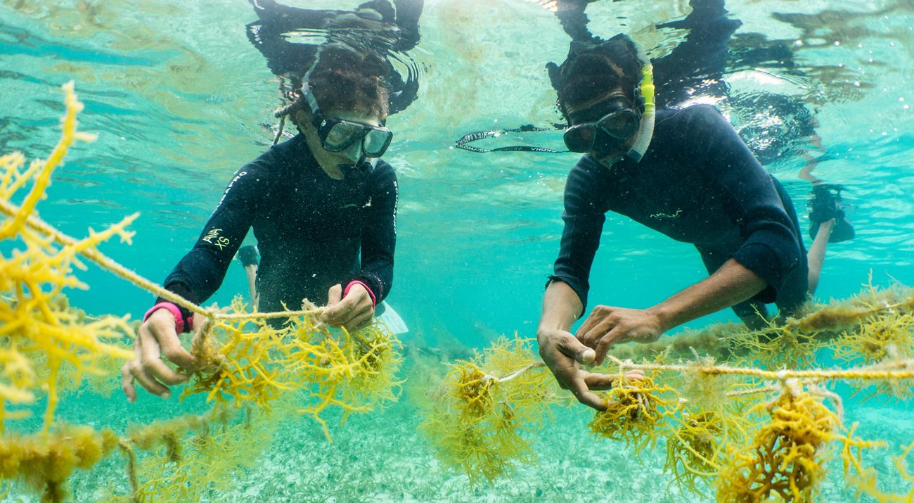 Two people wearing wet suits and scuba masks are fully submerged in the ocean, holding seaweed in their hands.
