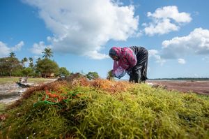 Woman bending down collecting seaweed. 