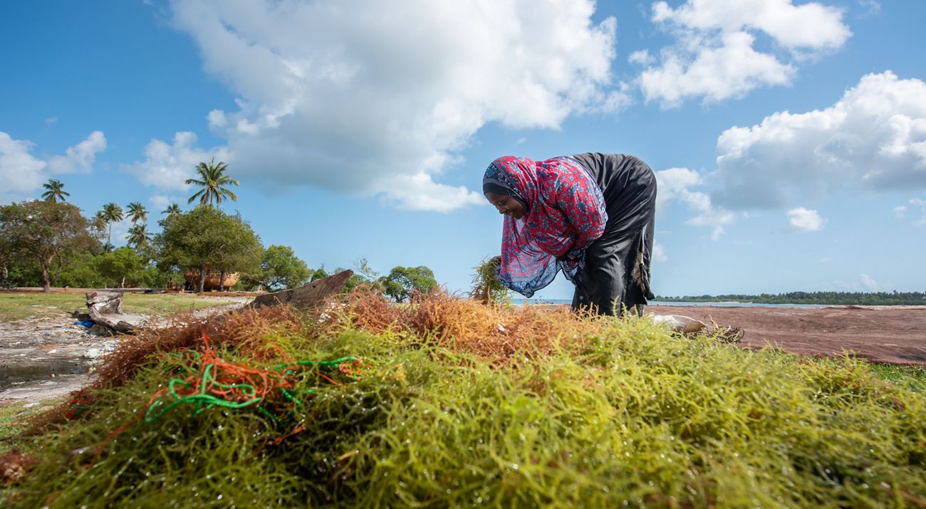 A woman, bent at the waist, inspects a pile of harvested seaweed sitting on the beach.