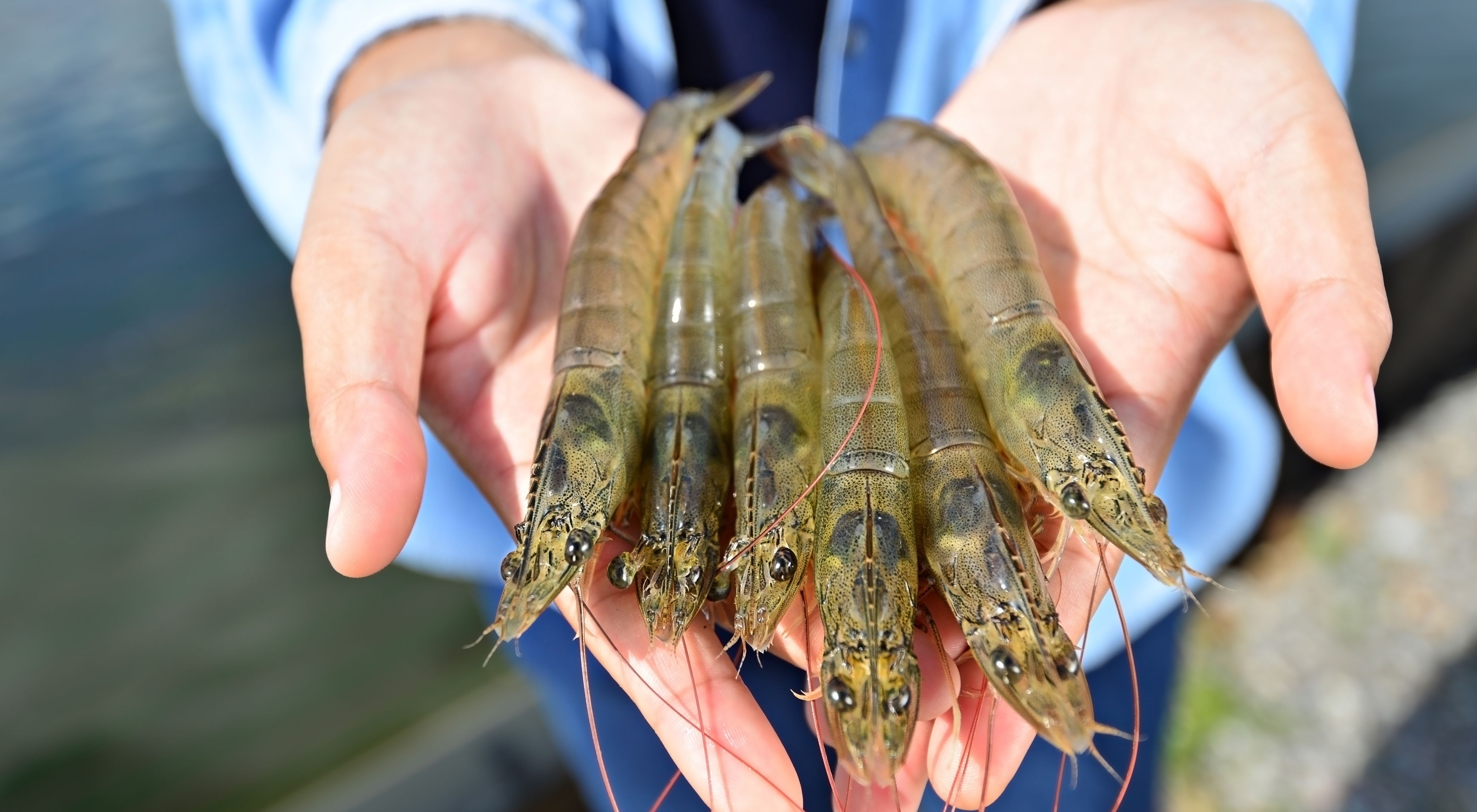 A person holds six recently harvested shrimp in their hands.