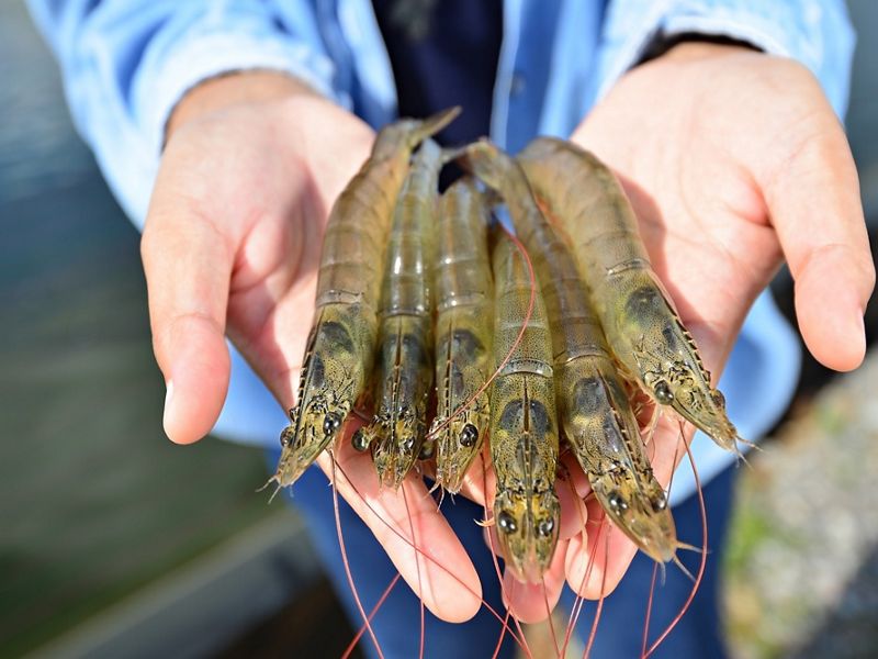 An up-close image of a pair of hands holding six shrimp.