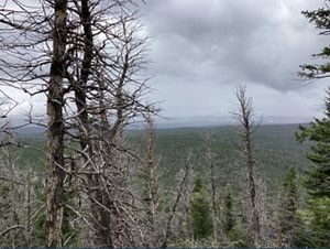 Dead, spindly trees rise above a forested valley. Gray-green spots below mark trees that have been damaged by beetles.