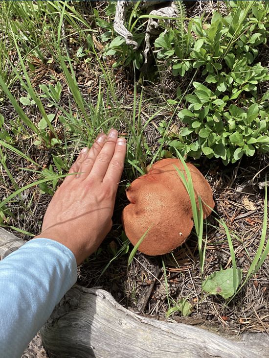 A hand is held next to the large orange cap of a chanterelle mushroom to provide scale for its large size.