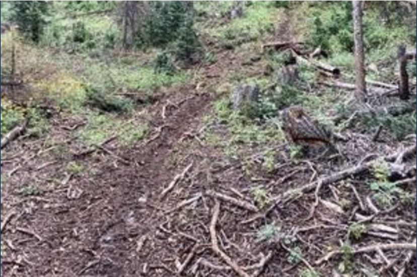 A muddy track and debris on the ground marks a site where illegal timber harvest has occurred.