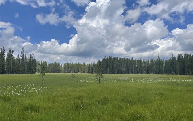 A wide green meadow is lined by tall trees. White fluffy clouds float low in a bright blue sky.