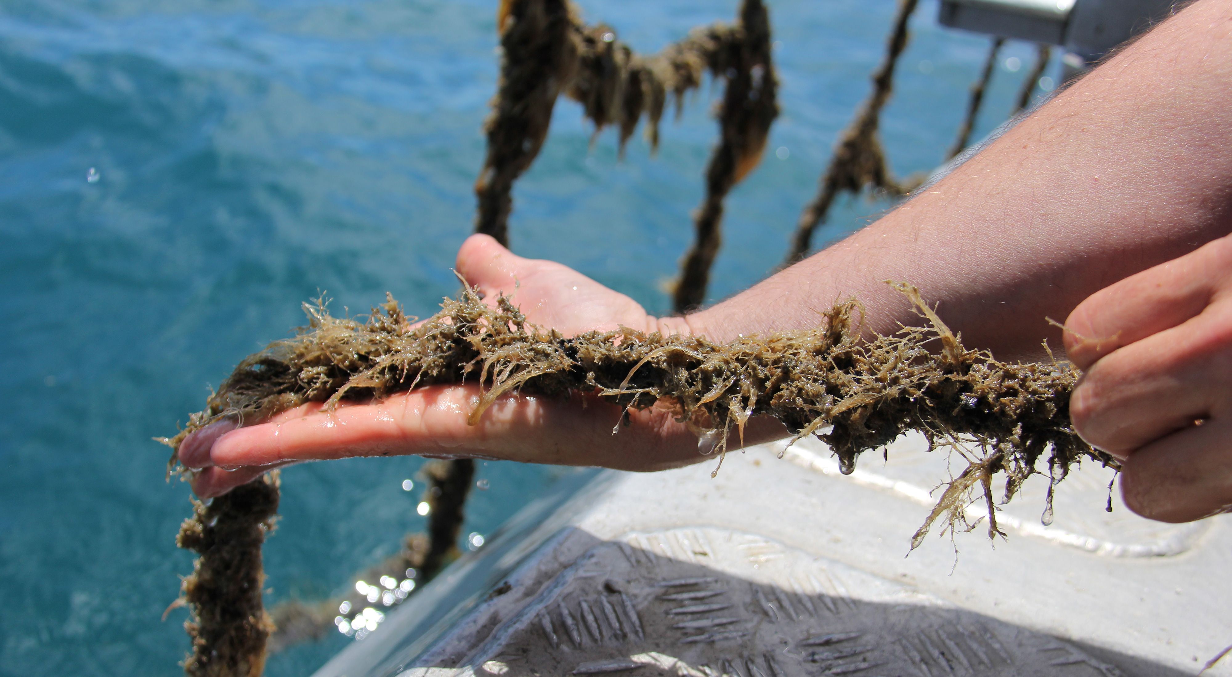 That have been growing on long ropes at a shellfish aquaculture farm