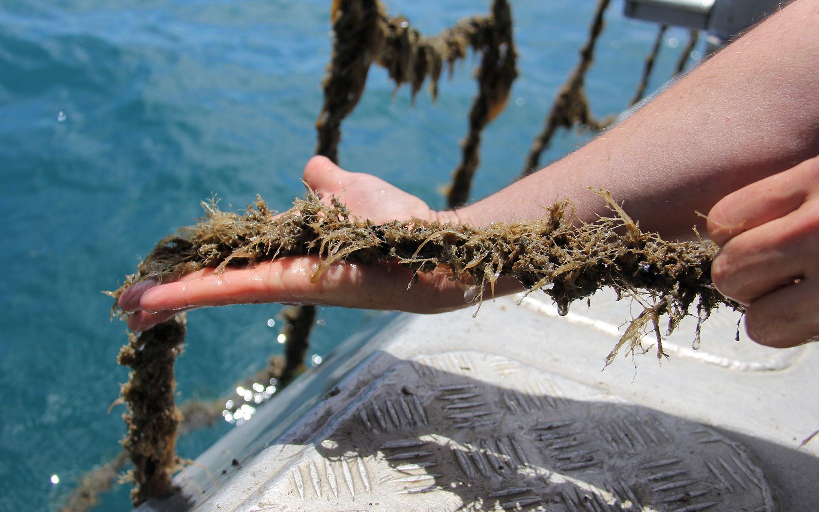 That have been growing on long ropes at a shellfish aquaculture farm