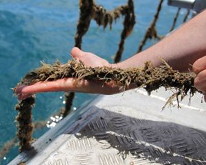 Hands hold a seaweed-covered rope.