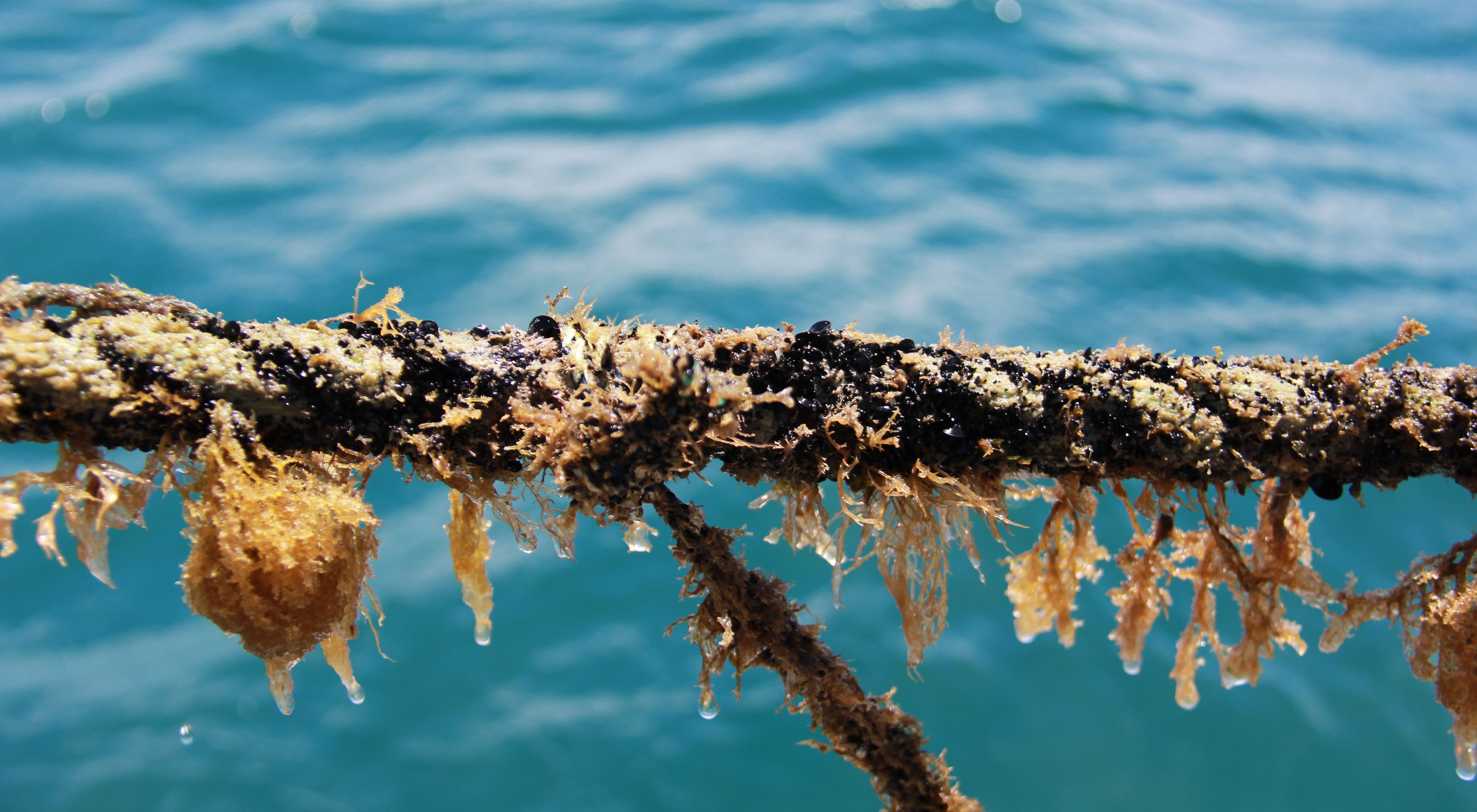 Growing on a rope at a shellfish aquaculture farm