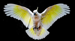 Landing cockatoo