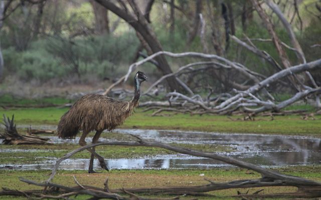 A bird moves through the wetlands in a natural area.