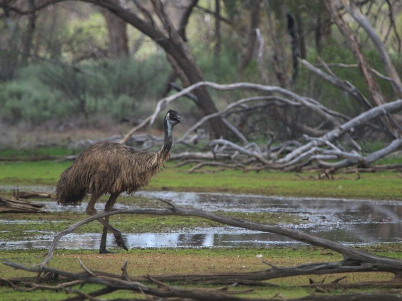 A bird moves through the wetlands in a natural area.