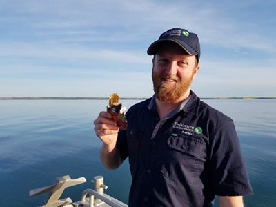 holds a sample of oysters growing on a recycled scallop shell