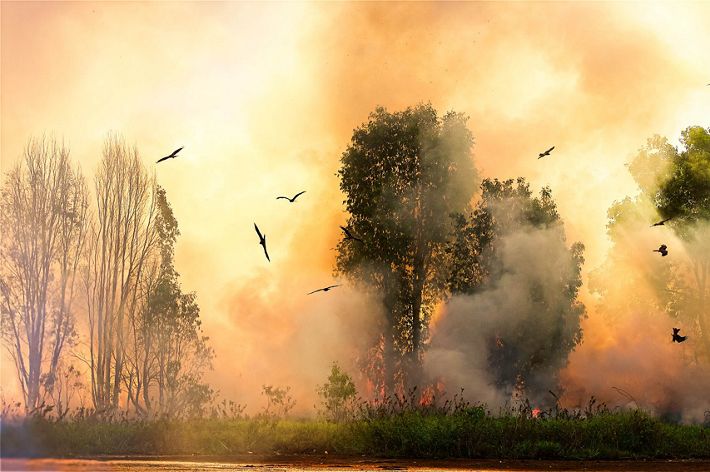 Kytes swarming in the air against a glowing orange backdrop of fire and trees