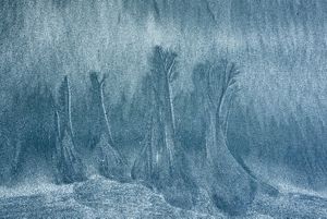A close-up picture of sand on a stormy day naturally depicting a forest scene