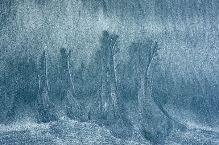 A close-up picture of sand on a stormy day naturally depicting a forest scene