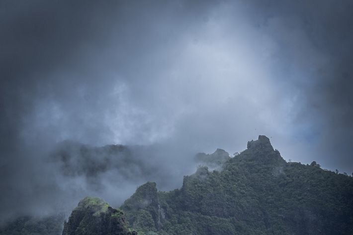 A moody shot of mist and cloud at the top of a dense dark green forest peak